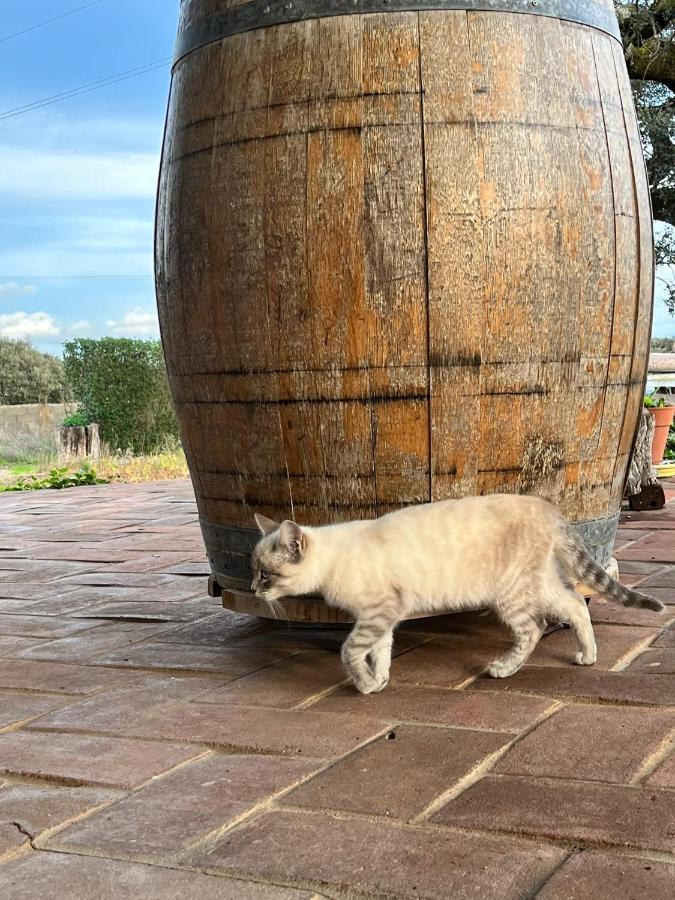 Вилла Aproveite O Sabor Do Alentejo Vila Verde de Ficalho Экстерьер фото